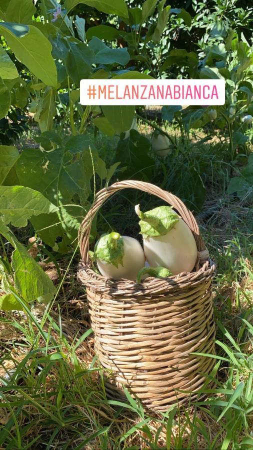 Agriturismo Fiori D'Arancio Palagiano Zewnętrze zdjęcie